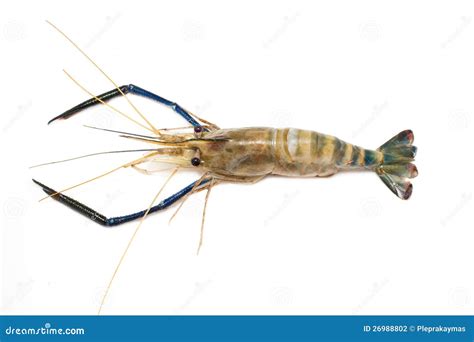 raw giant freshwater prawn macrobrachium rosenbergii royalty  stock