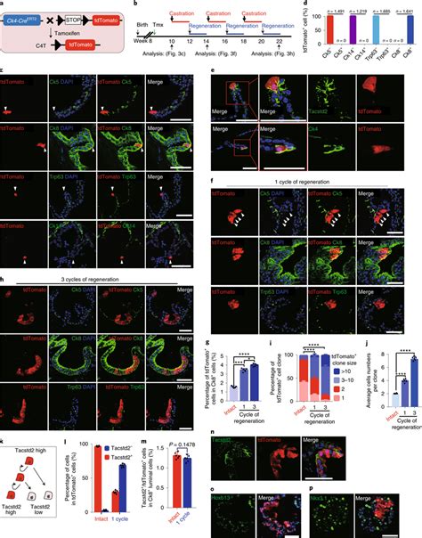 Lineage Tracing Of Ck Expressing Dist Luminal C Cells A Schematic Of