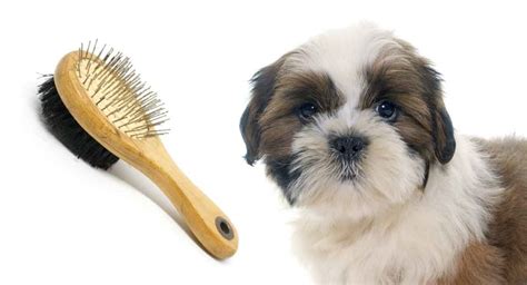 Best Brush For Shih Tzu Dogs And Their Long, Sleek Coats