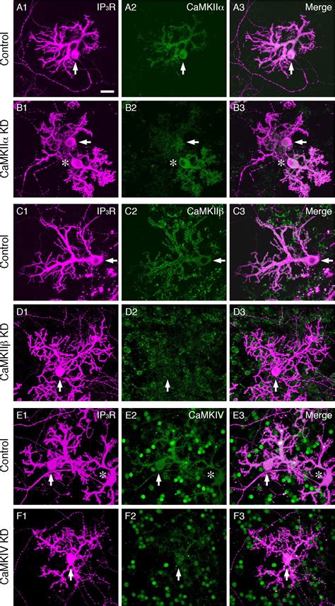 Promotion Of Dendritic Differentiation Of Cerebellar Purkinje Cells By