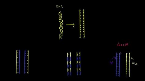 Semi Conservative Replication Biomolecules Mcat Khan Academy Urdu