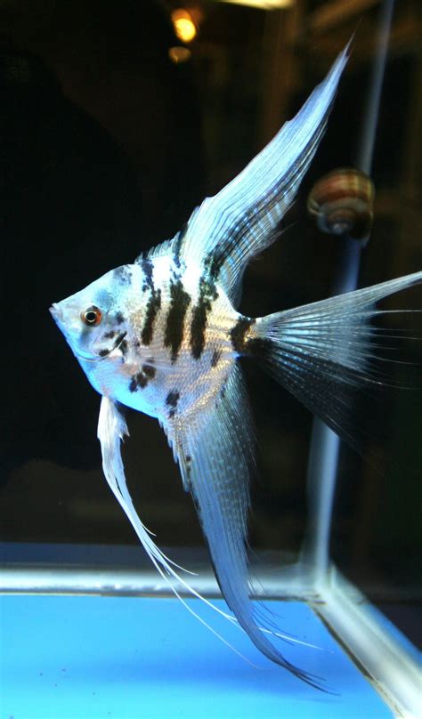Philippine Blue Angelfish