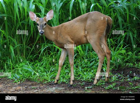 Machos jóvenes, el venado cola blanca (Odocoileus virginianus). Bosque seco tropical, Parque ...