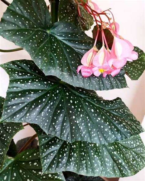 Types Of Begonia / The 12 Types Of Begonias For Your Garden Home ...