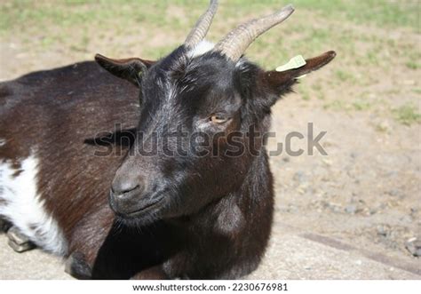 Dutch Animal Farm Pictures Taken Animals Stock Photo 2230676981 ...