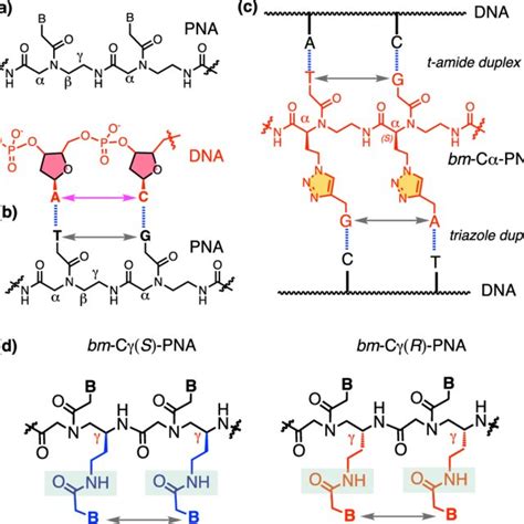 Structures Of A Pna B Pnadna Duplex C Bimodal Cα Pnadna And