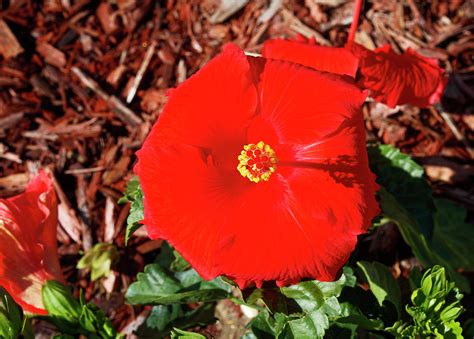 Red Hibiscus Ii Photograph By Sally Weigand Fine Art America