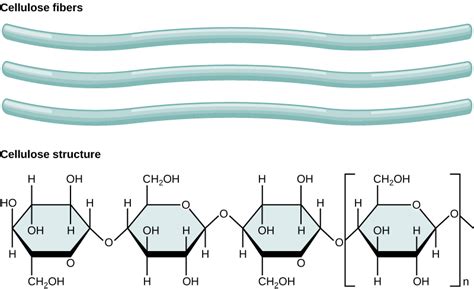 Difference Between Chitin and Cellulose | Compare the Difference Between Similar Terms