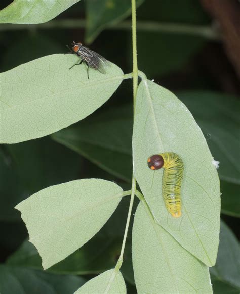 Silver-spotted Skipper - Alabama Butterfly Atlas
