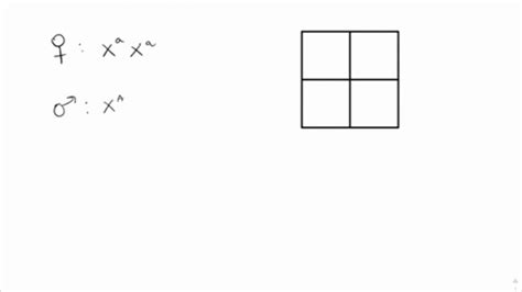 Solved A Man With Hemophilia A Recessive Sex Linked Condition Has A Daughter Of Normal