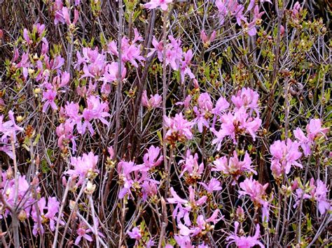 Azalea "Western Lights"