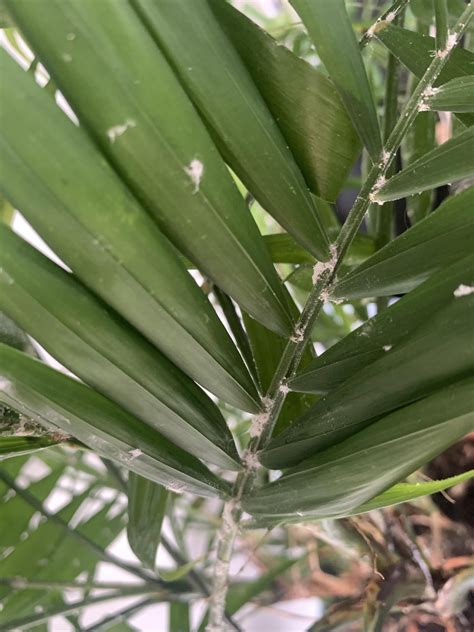 White Fungus On Palm Rindoorgarden