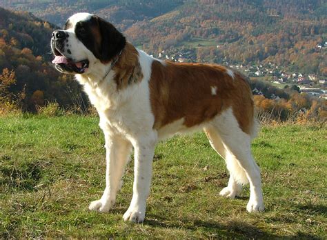 St Bernard Wallpapers Wallpaper Cave