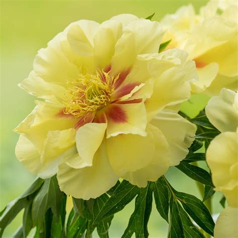 Yellow Peony Flower