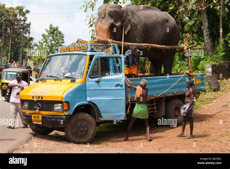 Elephant Lorry Truck Transport Banque De Photographies Et Dimages