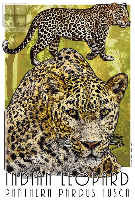 Indian Leopard by rogerdhall on DeviantArt