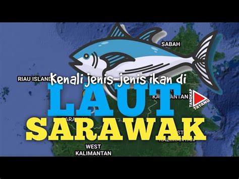 Jenis Ikan Laut Di Malaysia Amie S Little Kitchen Kenali Pelbagai