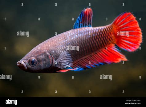 Plakat Betta Hi Res Stock Photography And Images Alamy