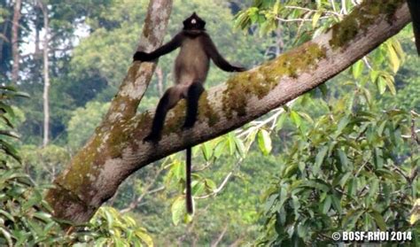 SATWA ENDEMIK KALIMANTAN YANG HIDUP DI KEHJE SEWEN