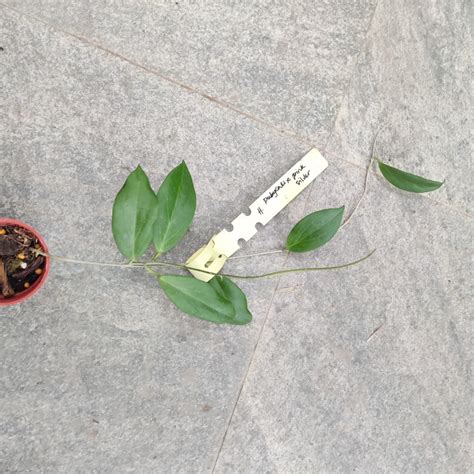 Hoya Cutis Porcelana Furniture And Home Living Gardening Plants