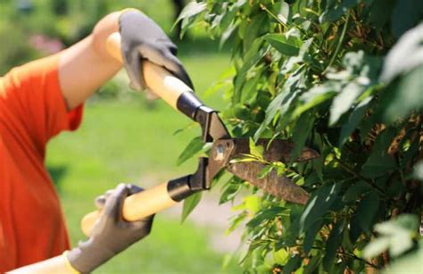 secret   perfect hedge care pruning tips   impeccable