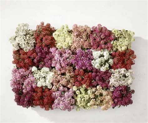 Semillas De Flor De Invierno Alyssum Maritimum Mix Colores Cuotas Sin