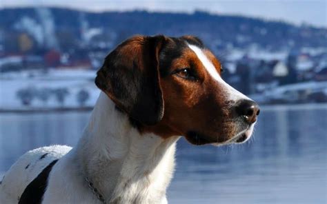 Descubre Todo Sobre Los Perros Treeing Walker Coonhound Una Raza Nica