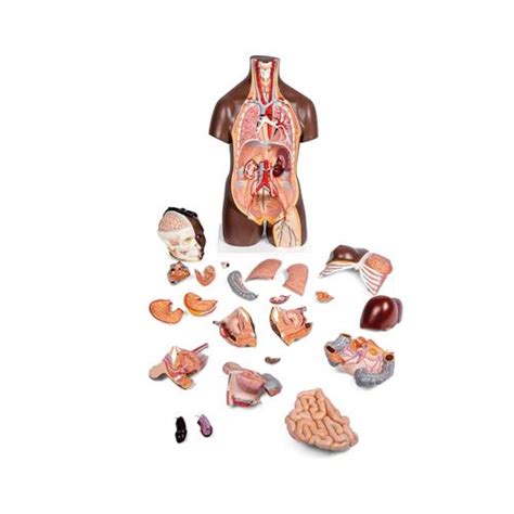 Human Torso Model Life Size Torso Model Anatomical Teaching Torso African Torso Dual Sex