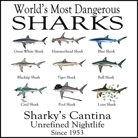 Top 10 Most Deadly Sharks to Humans