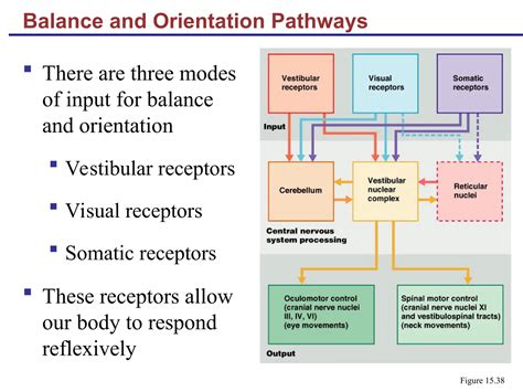 auditory ear pathway special senses