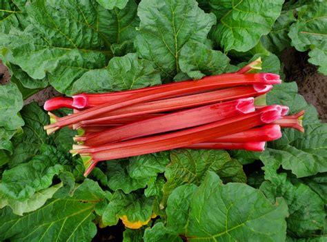 RHUBARB A SIGN OF SPRING — Earl's Organic Produce