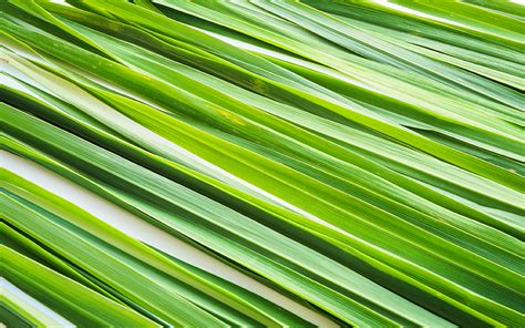 Lemongrass Ted Green