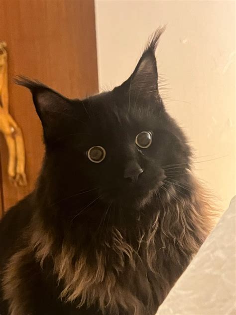 21 best u/jhilleaf images on Pholder | Cats, Supermodel Cats and Whats