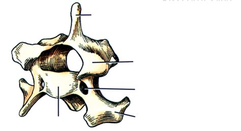 Cervical Vertebrae Diagram Quizlet