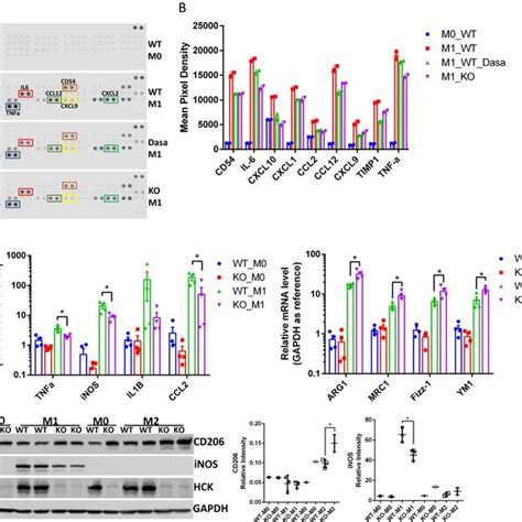 Inhibiting HCK Activity By Inhibitor And HCK KO Regulated Macrophage