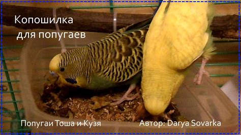 Копошилка для волнистых попугаев - YouTube