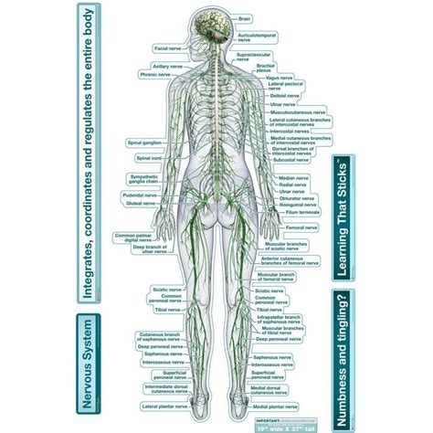 Nervous System (Rear View) - Labeled Removable Wall Graphic - Chiro1Source