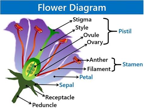 How To Dissect A Flower Requirements And Steps Biology Reader