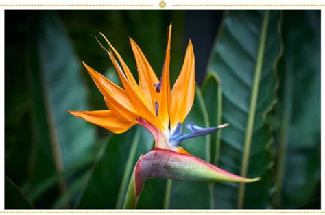 15 Fleurs Mexicaines à Découvrir