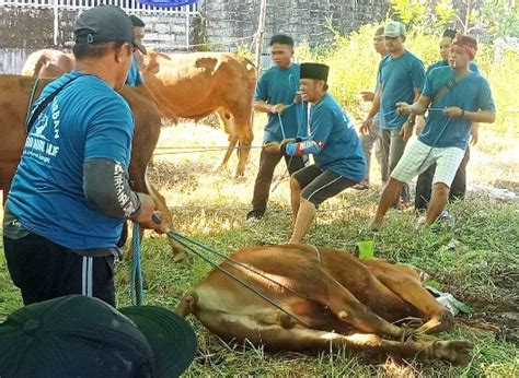 Idul Adha 1445 Hijriah Masjid Nurul Alif Ketapang Sembelih 7 Ekor Sapi