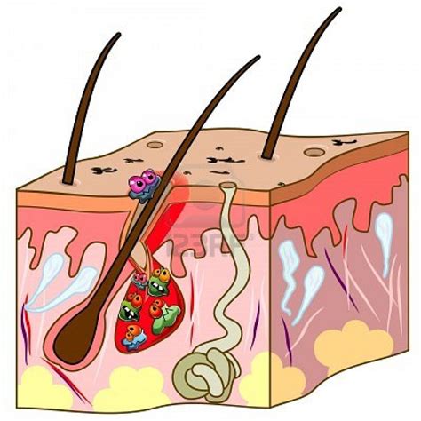 Skin Clip Art 8 Free Cliparts Download Images On Clipground 2025