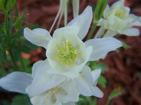 Gardening And Flowers White Columbine Flowers