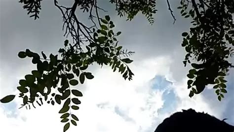 Mamada De Oso Barbudo Y Corrida En La Barba Gay Porn A Xhamster