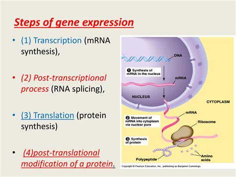 How To Explain Gene Expression