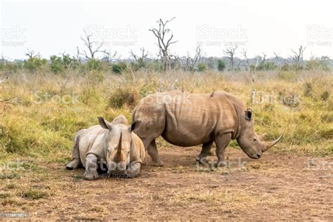 badak putih  badak persegi  spesies badak terbesar
