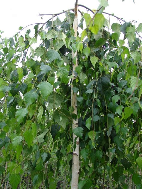 Карликовая береза (70 фото): описание видов и сортов, где растет, как ...