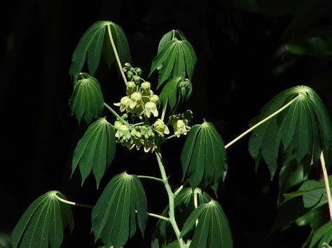Manihot grahamii - 'Hardy Tapioca' | Manihot grahamii - ID c… | Flickr