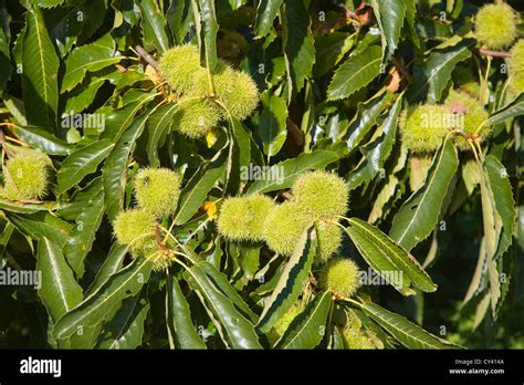 Chestnut Tree Fruit Hi Res Stock Photography And Images Alamy