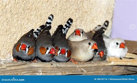 Zebra Finches Royalty-Free Stock Image | CartoonDealer.com #202507192