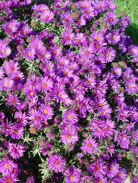 Астра кустарниковая старлайт (74 фото)